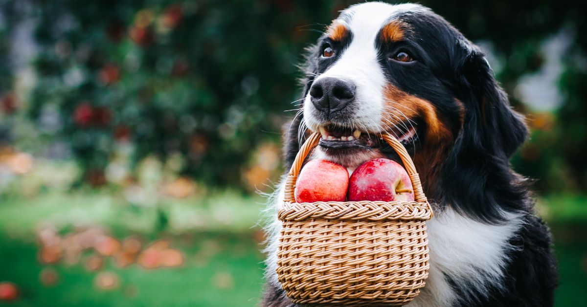 Superfoods for Dogs: A Comprehensive Guide